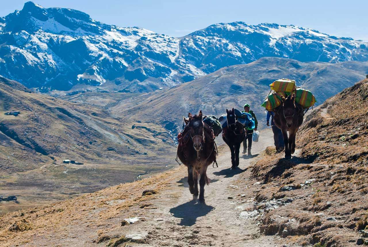 Cavalli trasportano pesi salendo sulle montagne rocciose delle Ande 
