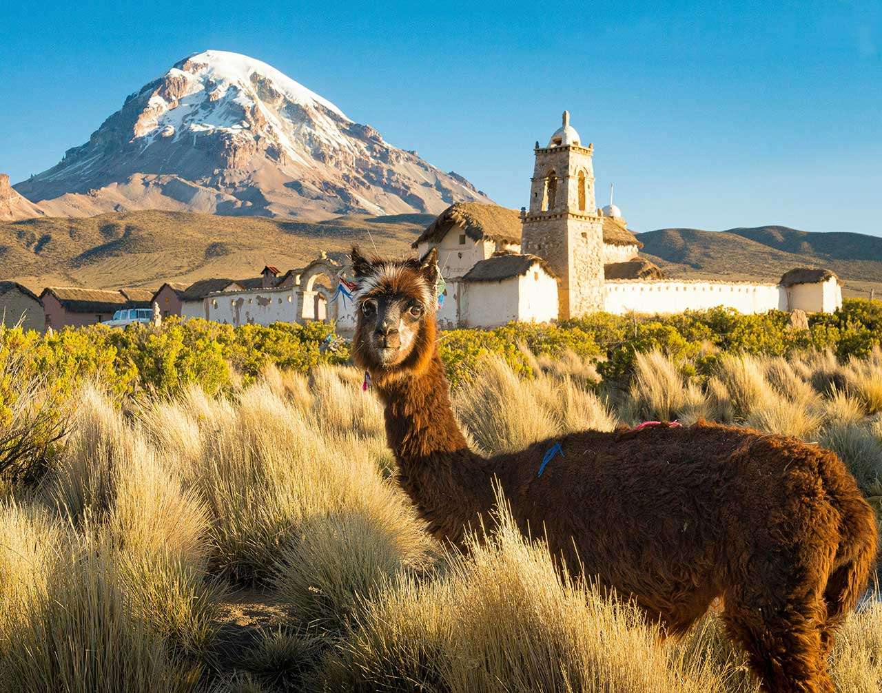 Close-up of an alpaca in an expanse of grass in front of a white concrete building in the Sajama National Park and Natural Integrated Management Area, Tomarapi in Bolivia