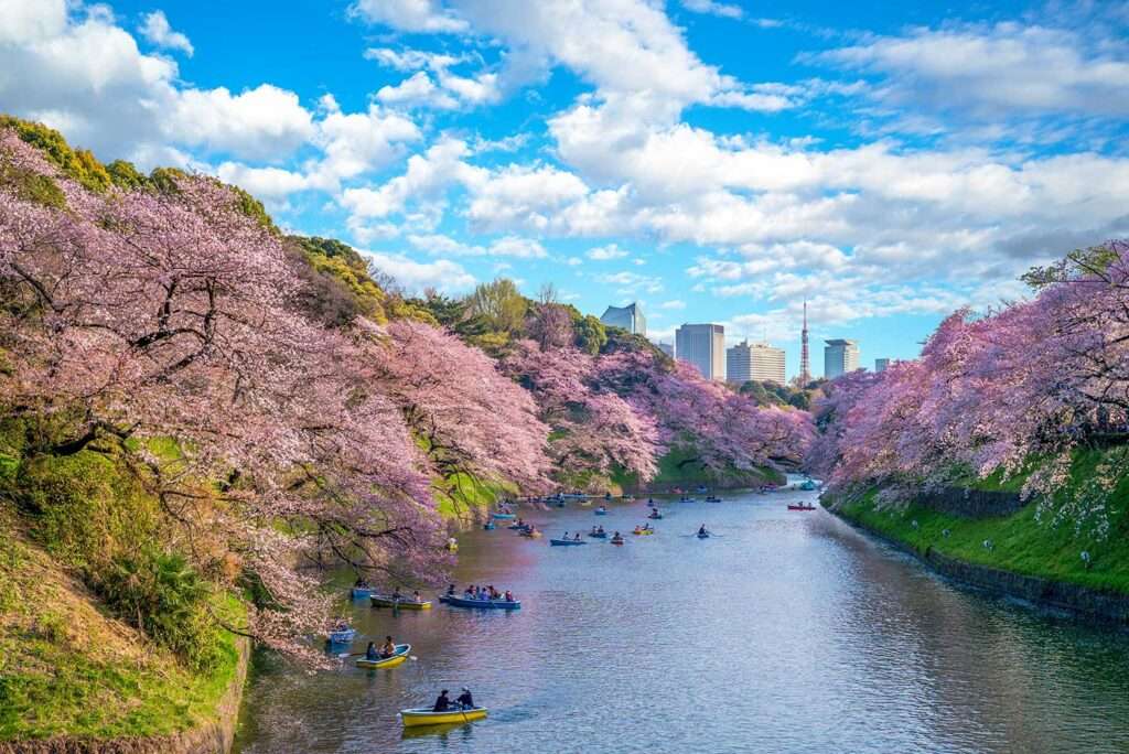 Cherry blossom at chidori ga fuchi in Tokyo, Japan