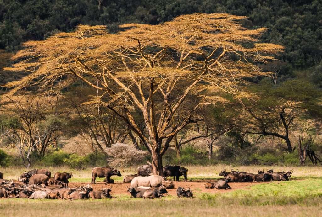 Maasai Mara National Reserve