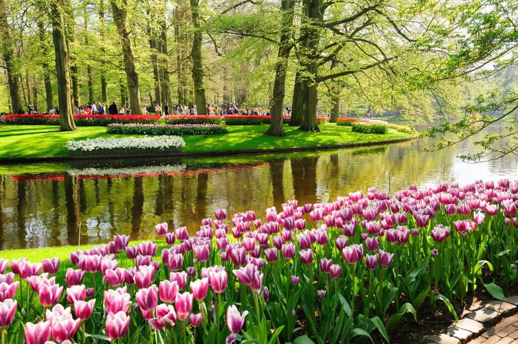 Flower beds of Keukenhof Gardens in Lisse, Netherlands 