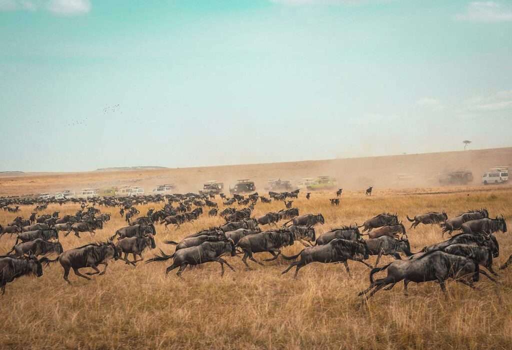 Herd of animals in Masai Mara National Reserve, Kenya