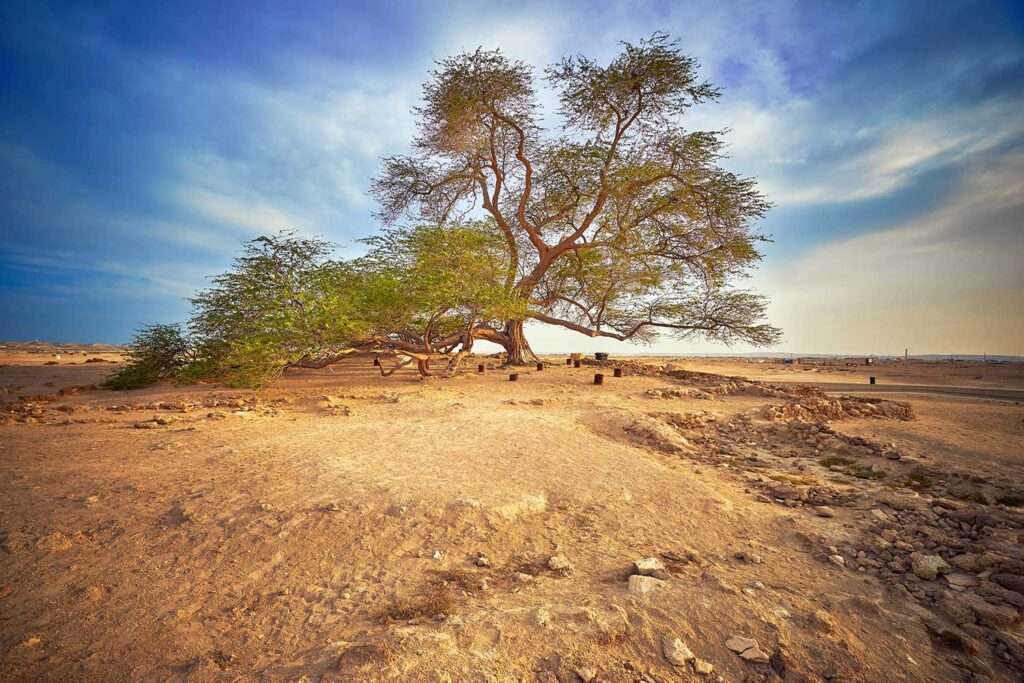 The Tree of Life in the Bahrain desert